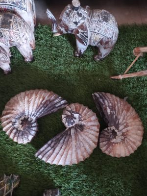 Shells Wooden decoration