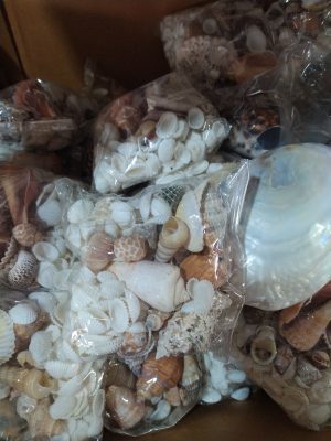 Shell mix for table decoration