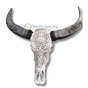 Extra Large Buffalo’s Skull