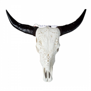 Large White Buffalo Skull