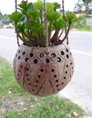 Coconut Plant Pot No.8