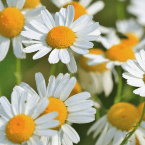 13. CHAMOMILE essential oil