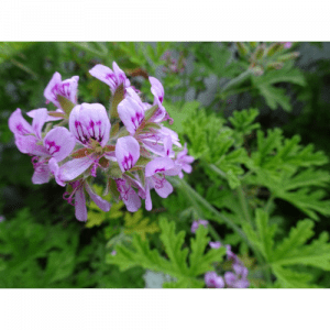 17. CITRONELLA essential oil