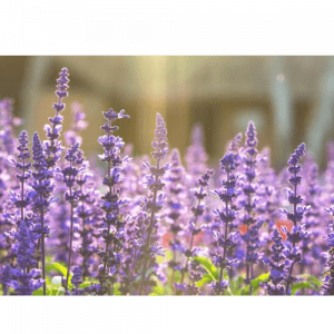 18. CLARY SAGE essential oil