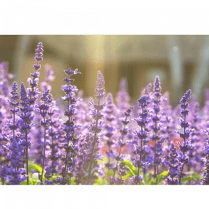 18. CLARY SAGE essential oil