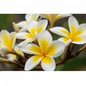 30. FRANGIPANI essential oil