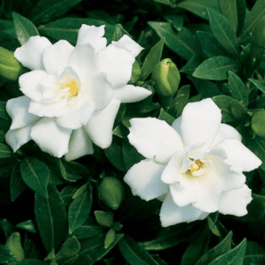 33. GARDENIA essential oil