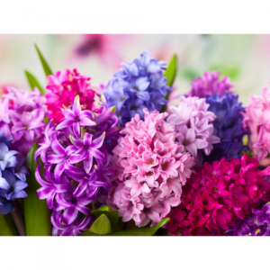 43. HYACINTH FLOWER essential oil