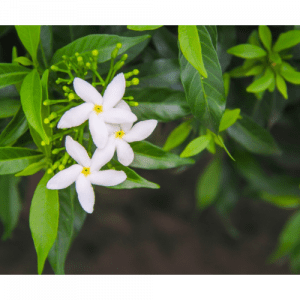 44. JASMINE essential oil