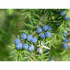 48. JUNIPERBERRY essential oil