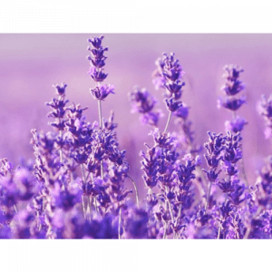 51. LAVENDER essential oil