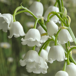 57. LILY OF THE VALLEY essential oil