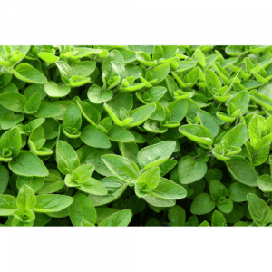 60. MARJORAM essential oil