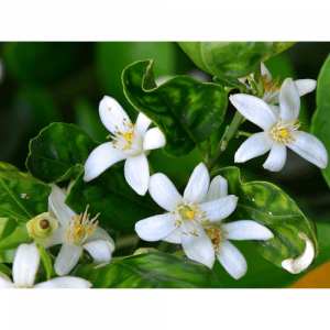 61. NEROLI essential oil