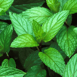 71. PEPPERMINT essential oil