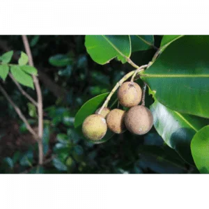 88. TAMANU essential oil