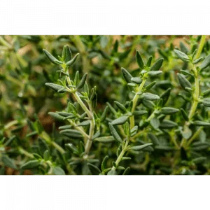 91. THYME essential oil