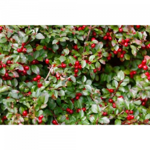 99. WINTERGREEN essential oil