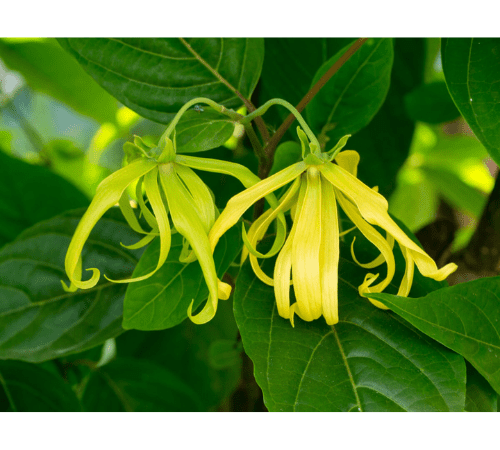 Ylang Ylang Essential Oil