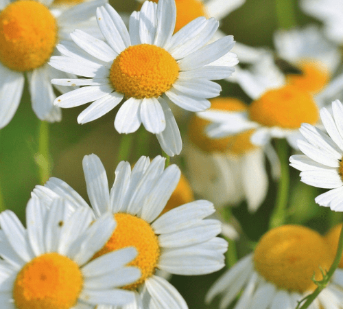 Chamomile Essential Oil
