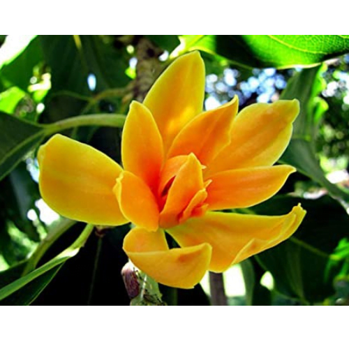 Magnolia Essential Oil