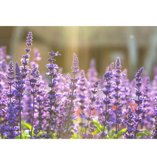 Clary Sage Essential Oil
