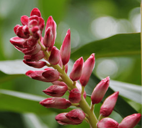 Alpinia Essential Oil
