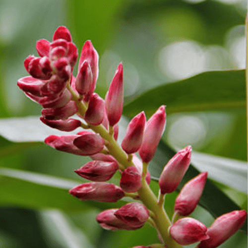 Alpinia Essential Oil