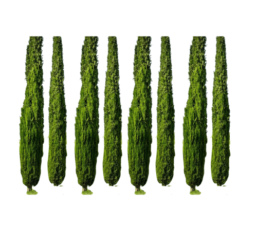 Cypress Essential Oil