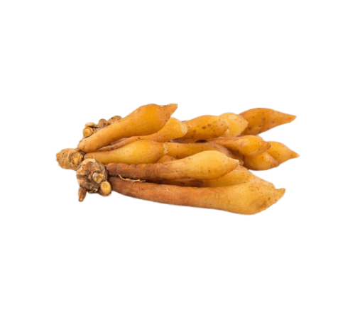 Finger Root Essential Oil