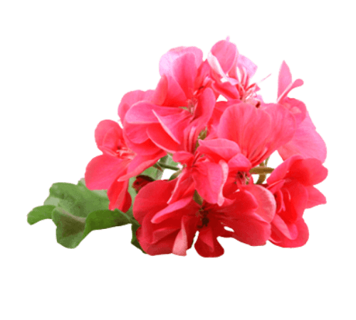 Geranium Essential Oil