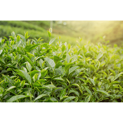 Greentea Essential Oil