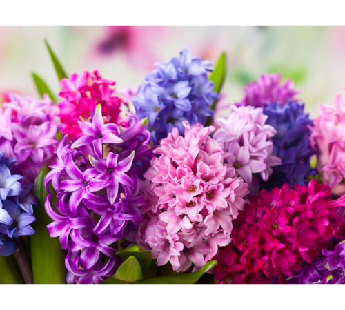 Hyacinth Flower Essential Oil