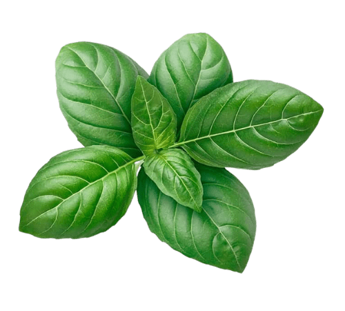Basil Leaf Essential Oil