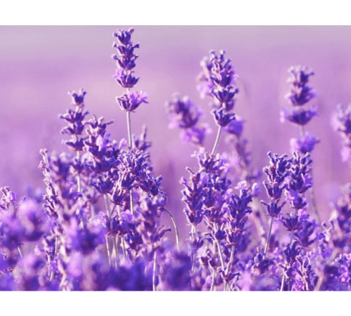 Lavender Essential Oil