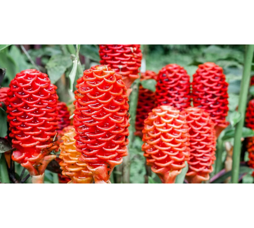 Lempuyang Essential Oil