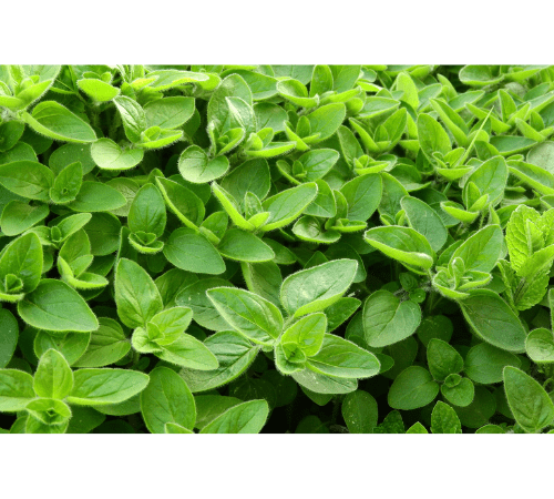 Marjoram Essential Oil