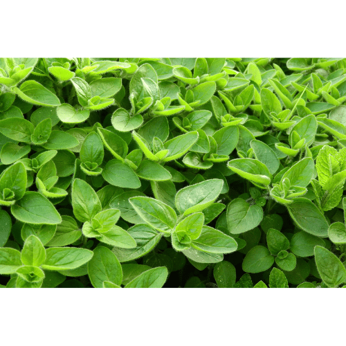 Marjoram Essential Oil
