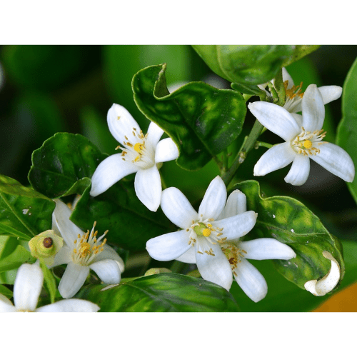 Neroli Essential Oil