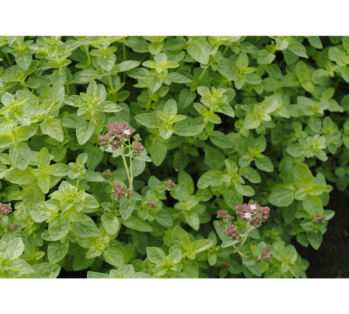 Origanium Essential Oil