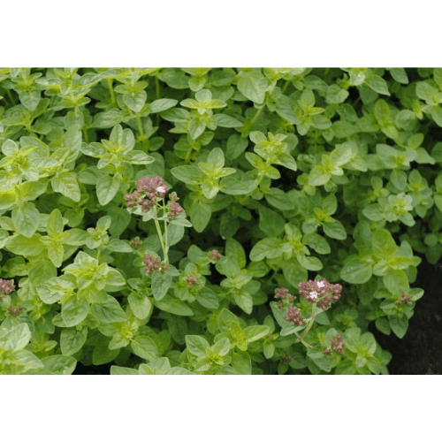 Origanium Essential Oil