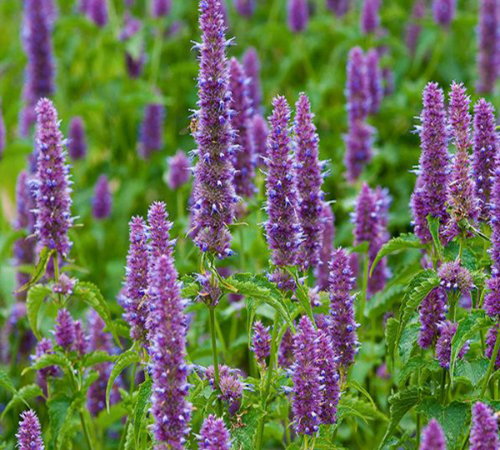 Patchouli Essential Oil