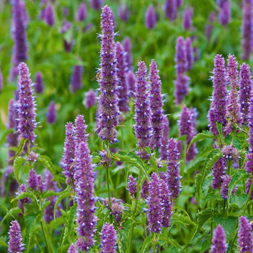 Patchouli Essential Oil