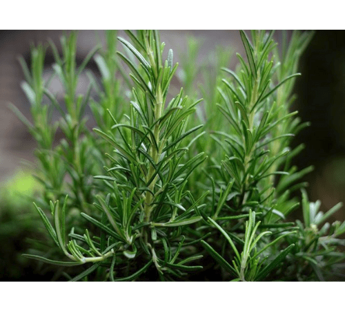 Rosemary Essential Oil