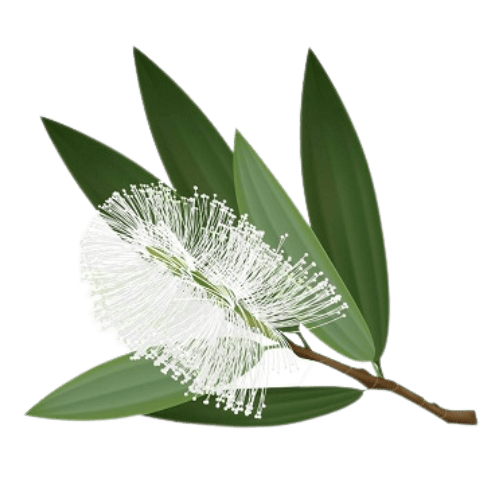 Cajuput Essential Oil