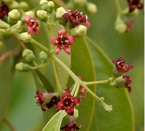 SANDALWOOD(S. macgreegorii) Essential Oil