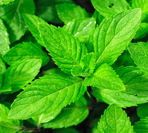 Spearmint Essential Oil