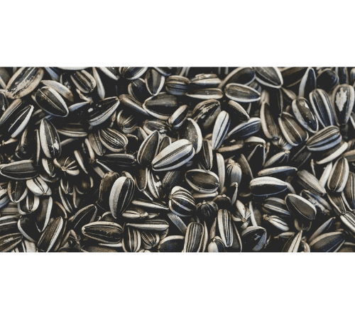 Sunflower Seed Essential Oil
