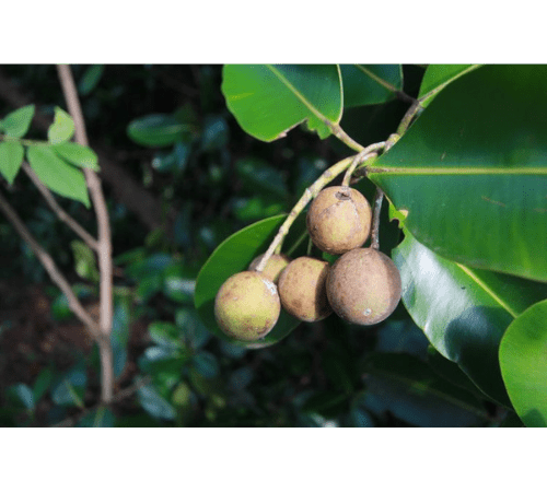 Tamanu Essential Oil