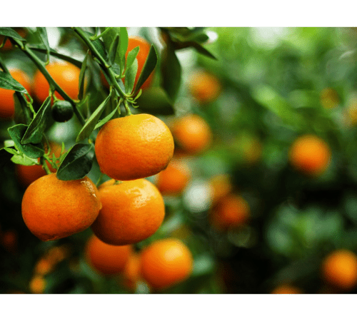 Tangerine Essential Oil